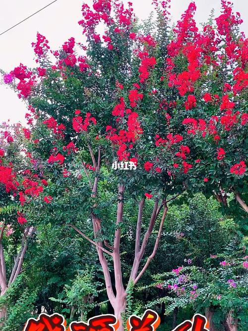 红花檵木造型树栽培方法