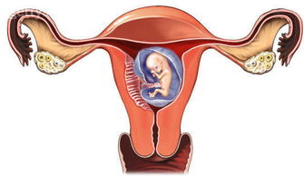 ExploringtheSymptomsofEctopicPregnancy:AComprehensiveAnalysis