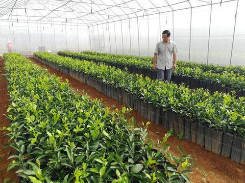 绿色食品管理办法的实施与影响