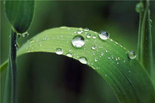 白露最有诗意的节气