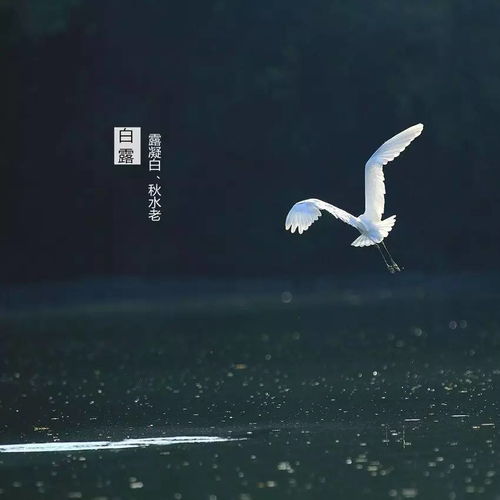 白露最有诗意的节气