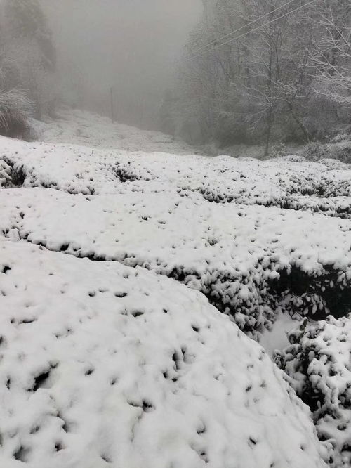 气象局回应成都下雪，雪落天府，气象为民