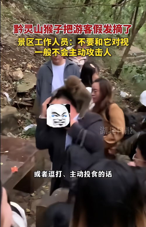 爬山被猴骑脖摘假发