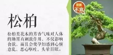 男孩误食滴水观音，一场意外的教训与科普之旅