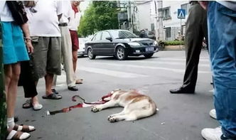 遛狗老太被狗撞骨折，一场意外的警示与反思