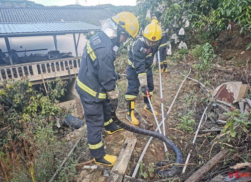 路口现剧毒眼镜王蛇，如何安全应对与防范