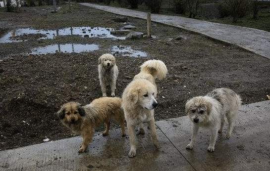 文明养犬，责任共担——杭州狗主人被刑拘事件引发的思考