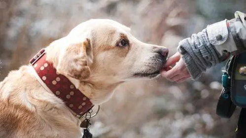 建议统一禁养犬名录，为城市和谐共处方案