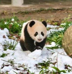 熊猫莽灿灿的伤情通报，一场关于生命与保护的深刻探讨