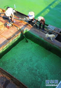 河流的守护者，揭秘河道维护费的真相与重要性