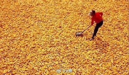 农业补贴政策，农民的金种子，播种希望，收获未来