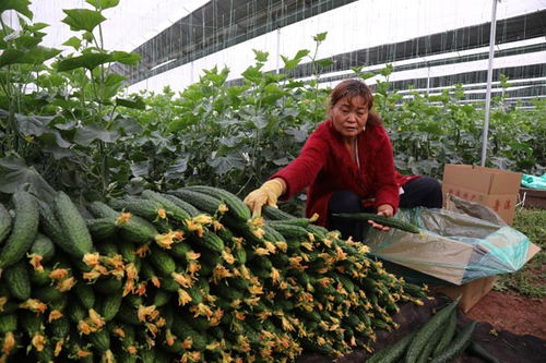 农业专业合作社，乡村振兴的新引擎