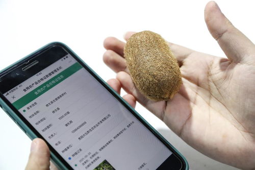 摩托车驾驶证查询网，一站式服务，让您的驾驶证信息一目了然