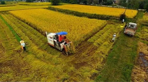 土地流转，农业现代化的催化剂与挑战