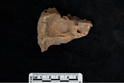 尸体解剖，揭开生命奥秘的科学之旅