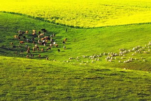 兴安盟，草原上的绿色明珠，行政公署的现代化治理