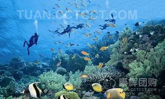 三亚潜水安全指南，如何避免不愉快经历并享受海底世界