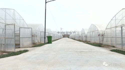 农业合作社，现代农业发展的新引擎