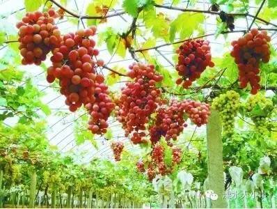 农业合作社，现代农业发展的新引擎