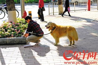 广州市养犬管理条例，文明养犬，共建和谐社区