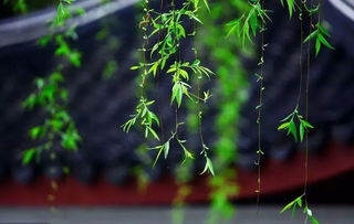 春意盎然，缅怀先人—今年清明节放假安排全解析