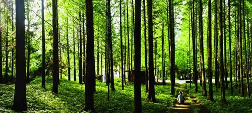 绿意盎然的守护者，森林公园管理办法的奥秘