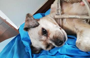 免费领养狗狗，狗民网的爱心行动与领养指南