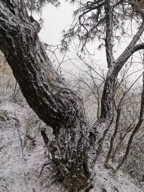 新冠病毒再次来袭？专家为您解读最新动态