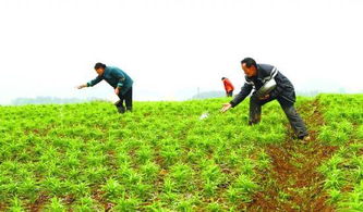 土地上的革命，家庭联产承包责任制如何改变中国农村