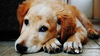 杭州狗主人被刑拘事件，宠物管理与法律责任的探讨