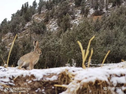 共生共荣，保护野生动物，守护地球家园